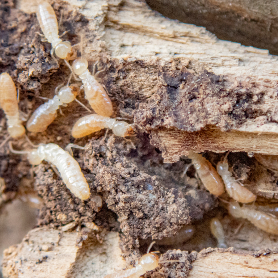 Top Home Modifications to Prevent Termite Infestations | Frame's Pest ...