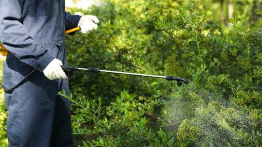 DIY vs. Professional Termite Inspections in Toledo