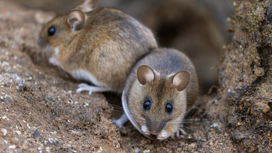 Safe & Humane Rodent Control Tips for Toledo Homes
