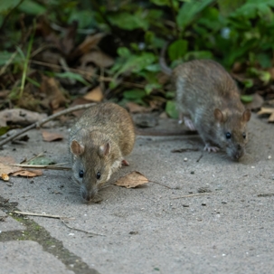 The Impact of Seasonal Changes on Rodent Behavior in Toledo
