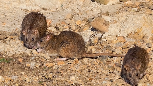 Toledo's Top Rodent Entry Points & How to Seal Them