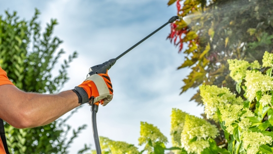 Preparing for Termite Inspections in Toledo Homes