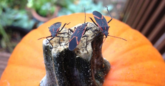 bugs on a pumpkin