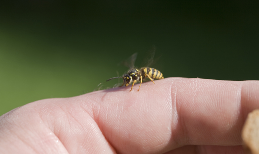 a wasp on a finger