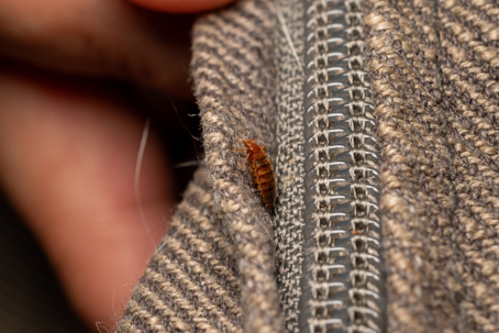 a bed bug on a mattress seam