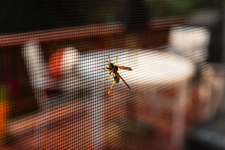 a wasp on window screen