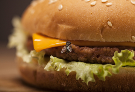a fly on a burger