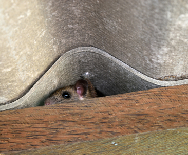 a rat between the tile roof and beam