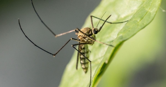 mosquito on leaf