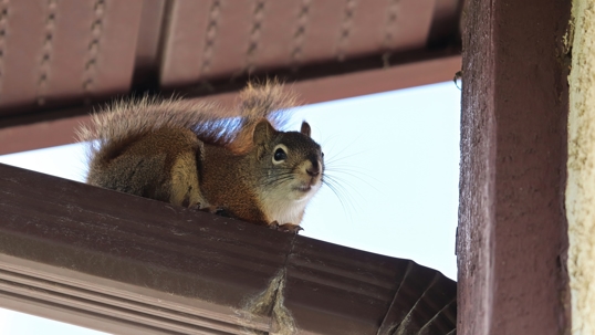 squirrel winter problem