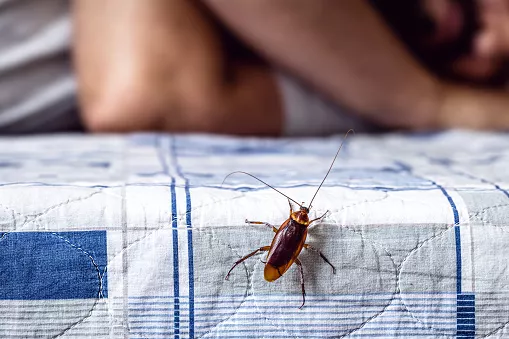 Why are Cockroaches So Hard to Kill: Shocking Survival Secrets Revealed
