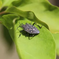 stink bug on a leaf