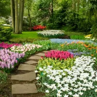 pathway surrounded by flowers